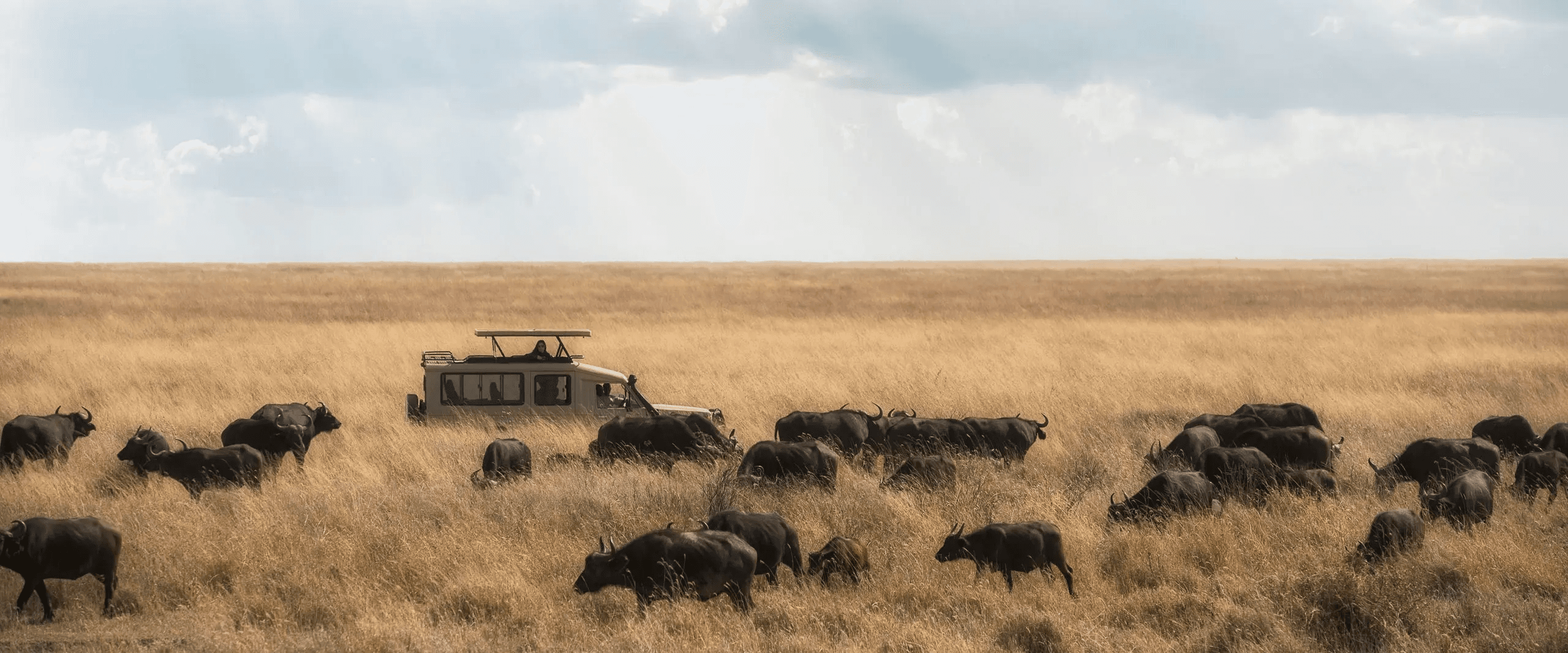 Safari vehicle in African savanna with wildebeest