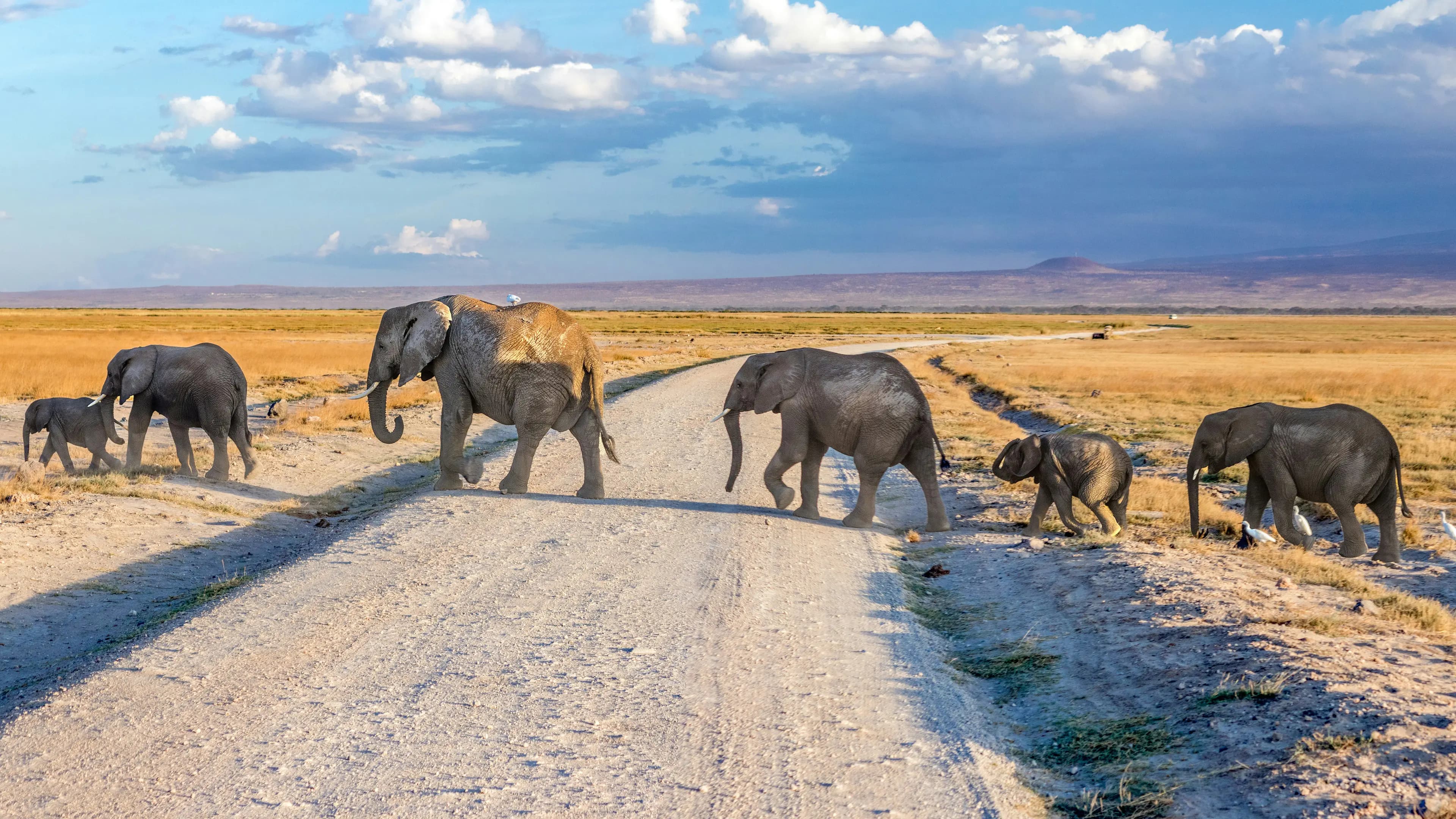 Elephants crossing