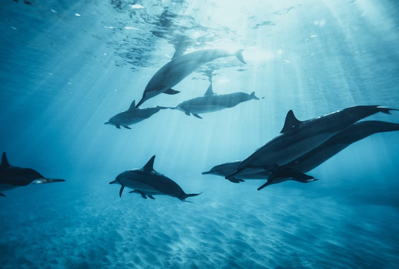 Dolphin Swimming Experience 1