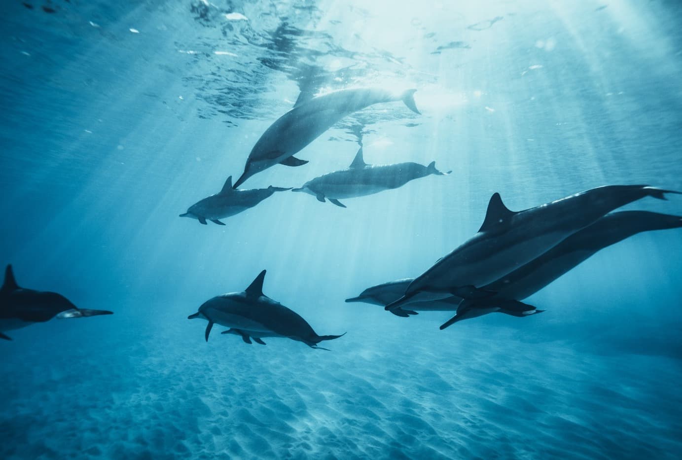 Swim alongside playful dolphins in their natural habitat 1